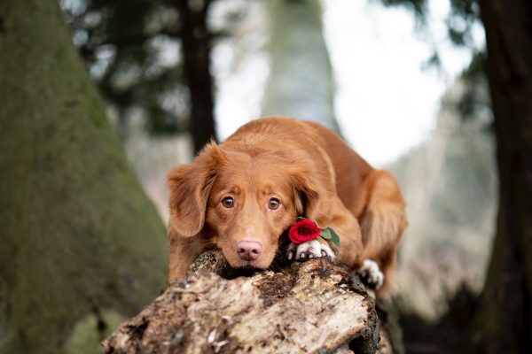 How to include your pets in your wedding photos